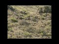 Lion Country- Tracking the elusive Mountain Lion - Texas Parks and Wildlife [Official]