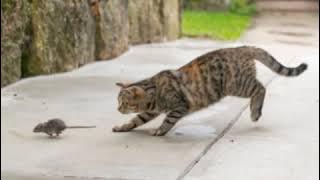 Suara Kucing Marah untuk Mengusir Tikus Berkeliaran - 4 Jam Nontsop