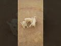 #Tiny paws, big wrestling show #Paws challenge fight #ہم سا ہو تو سامنے آۓ #Paws Freestyle Wrestling