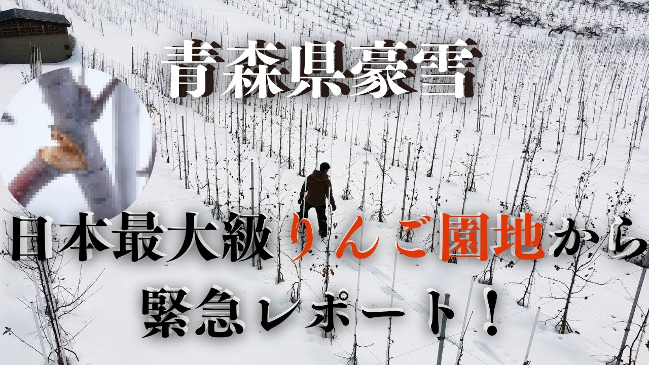青森県記録的豪雪！！国内最大級のりんご高密植園地の影響は！？
