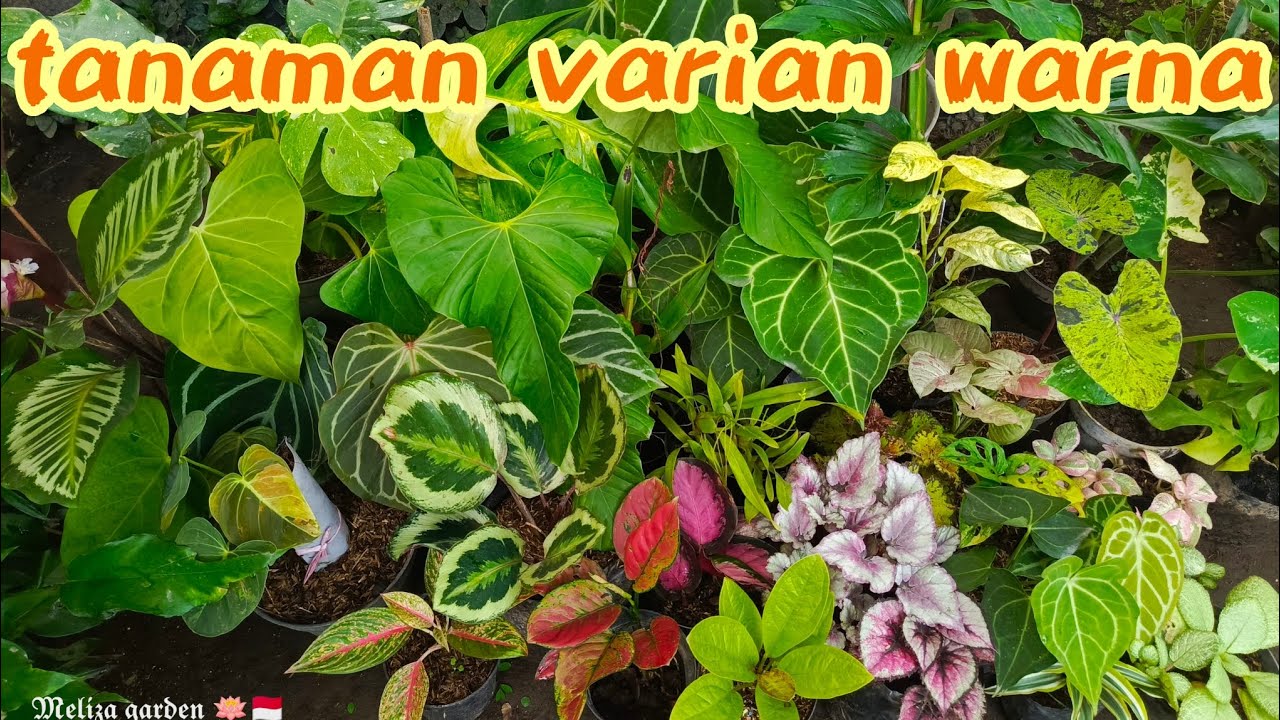 ramadan full tanaman hias, semua serba diskon😃