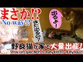 《閲覧注意》感動!野良猫の出産を一部始終!かわいい赤ちゃん誕生の大興奮をおもしろ猫好き家族がレポート!!【Birth of stray cats】
