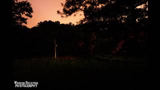 Fireflies