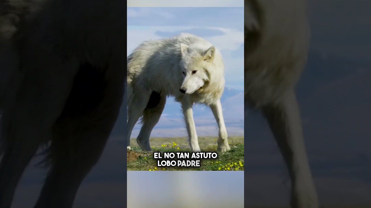 Un lobo olvidó a su propia cría… 😳🐺 #shorts 썸네일