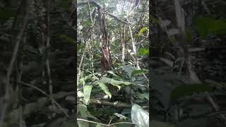 Download Lagu Tersesat Menuju Gunung Singgalang Sumatera Barat -2022 MP3