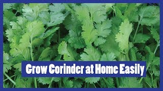 How to Grow Coriander | Dhania | Cilantro | Coriandrum sativum 2016 ( urdu/hindi )