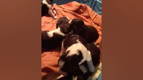 Springer spaniel puppies from Lucy Gump