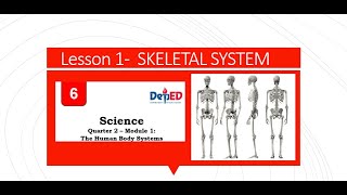 QUARTER 2- Module 1-Lesson 1-   SKELETAL SYSTEM Science 6 Quarter 2 Module 1 Lesson 1 The Skeletal System