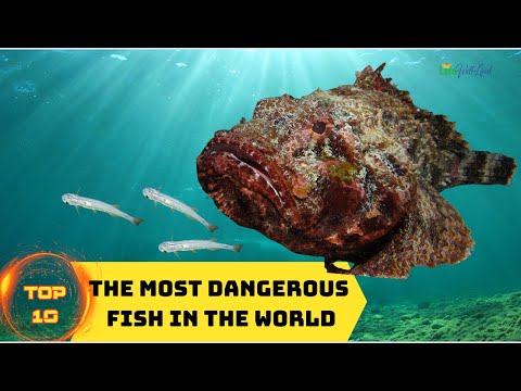 10 of The Most Dangerous Fish in the World