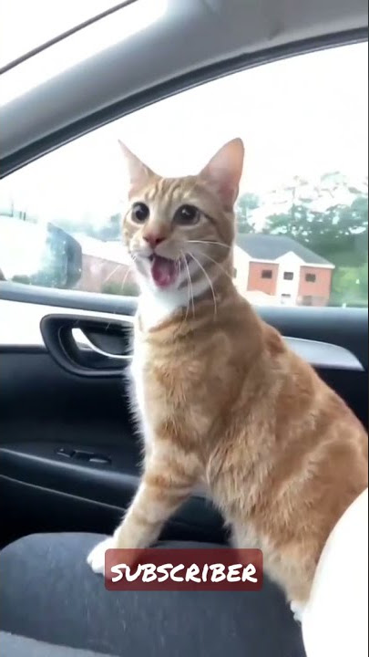 Kumpulan Video Kucing Lucu,Imut,Gemes Terbaru 2021 !Kucing Tiktok #shorts