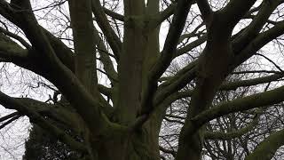 Copper Beech - entire tree - January 2019