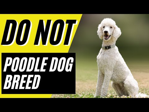 Videó: A Standard Poodle a legjobb kutya az Ön számára?