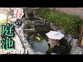 春の自作庭池で泳ぐお魚たちの様子【2021年　春】Japanese style pond