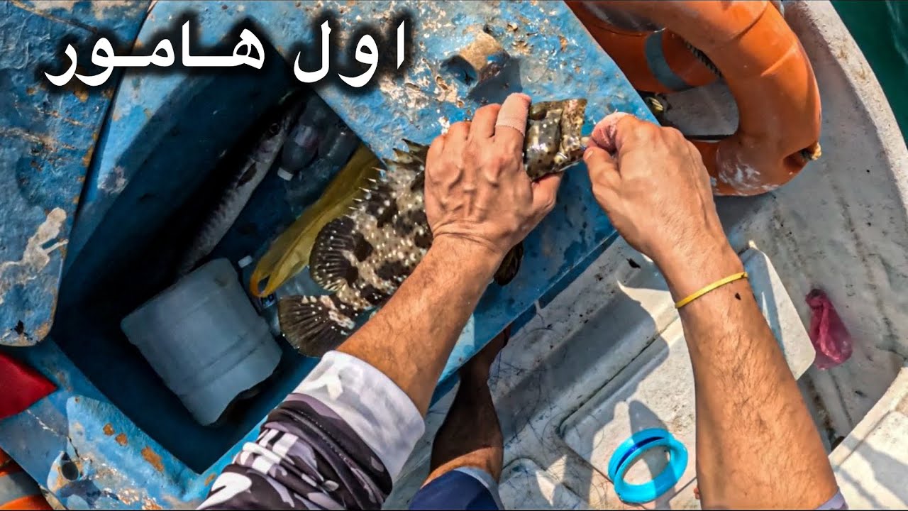 اول هامور بالقارب 