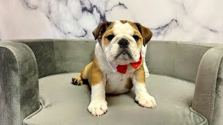 English Bulldog (M) at Furry Babies Portage