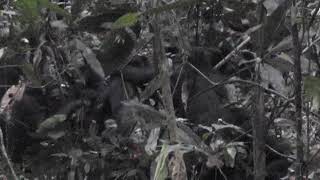 Bonobo gesture - Embrace (Example 1)