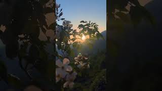 #sunset #mountains #nature #uttrakhnd #naturelover #travel #shortvideo #shortsviral