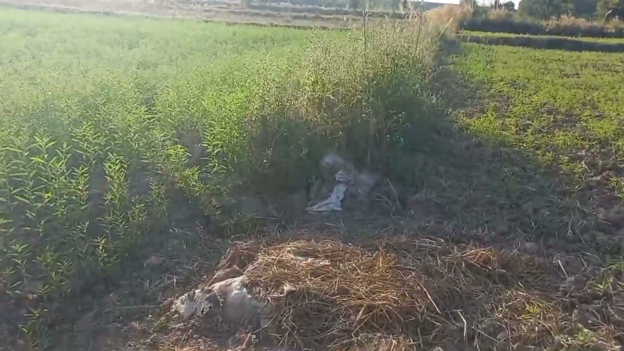 ปอเทืองพืชทนแล้งผลผลิตระยะสั้น👍👍