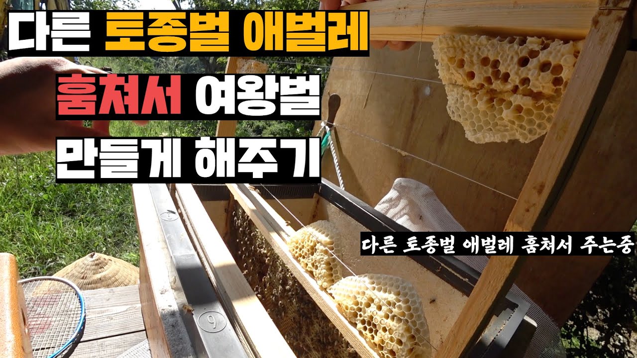 강제이주 시키다 여왕벌 없어진 야생 토종벌, 키우던 토종벌 애벌레 줘서 여왕벌 만들게 하기