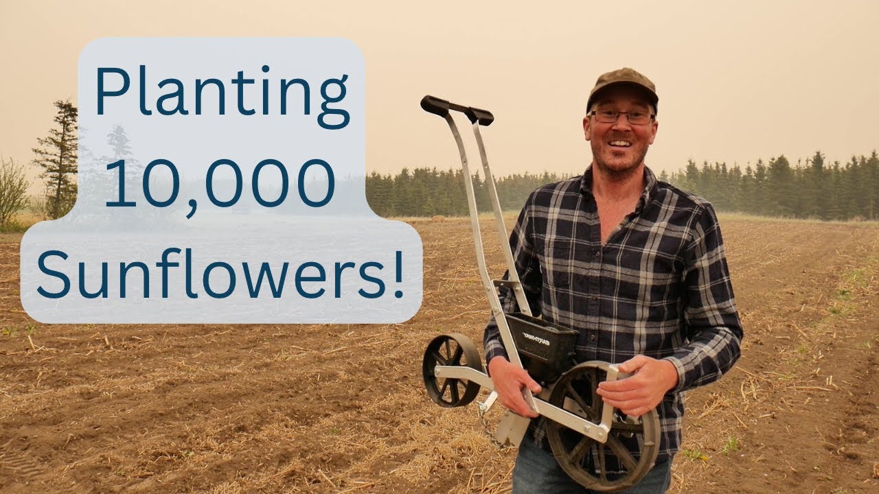 100th Video Special Planting 10,000 Sunflowers for a Stunning Display