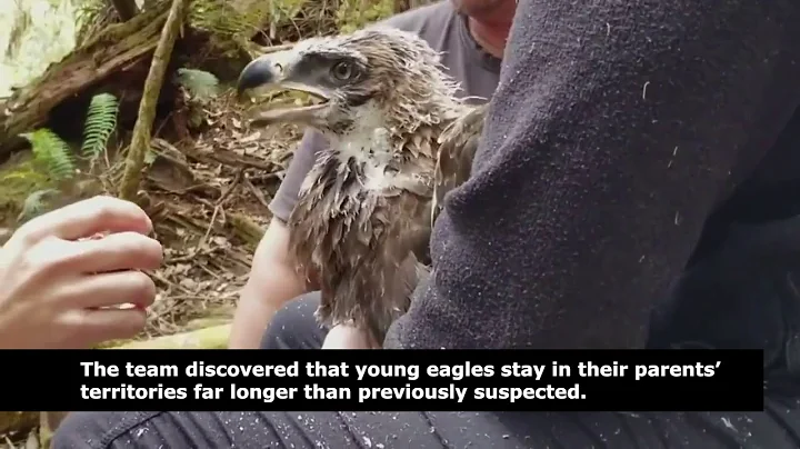 Tracking Wedge-tailed Eagles | University of Tasmania