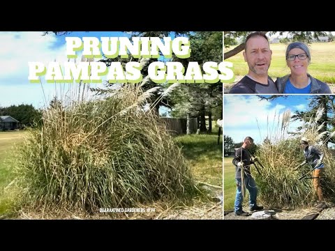 ✂ Pruning Pampas Grass - QG Day 79 ✂