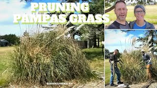 ✂ Pruning Pampas Grass  QG Day 79 ✂