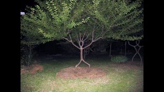 My Yard