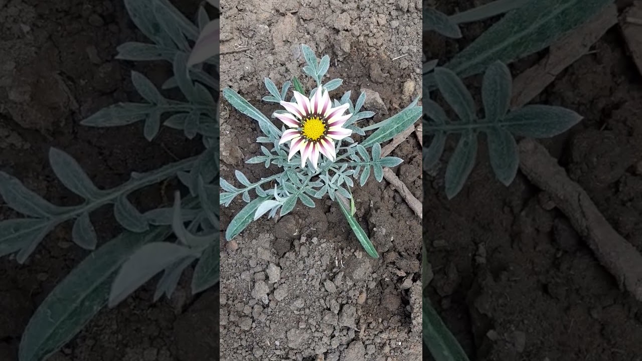 Чудо как хороша! Солнышко в саду! Газания  цветет. Весна, Цветы.Футаж.