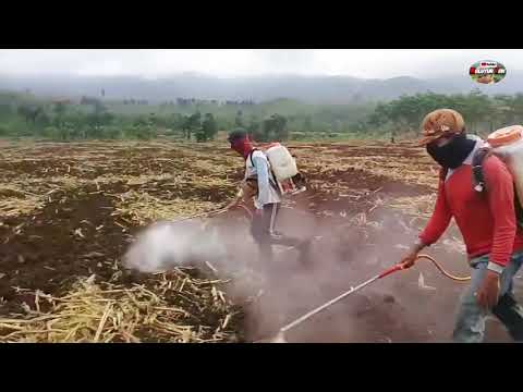 Video: 3 Cara Menyingkirkan Jagung