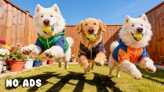 24 Hours of Dog TV for Dogs to Watch 🐕🎶 Relaxation Music for Dogs & Emotional Balance 🌱🐾 screenshot 4