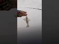 Softbait Magic 💥 Grouper Can’t Resist #fishing #pesca #reels #fish #viral #explore #nature #fyp