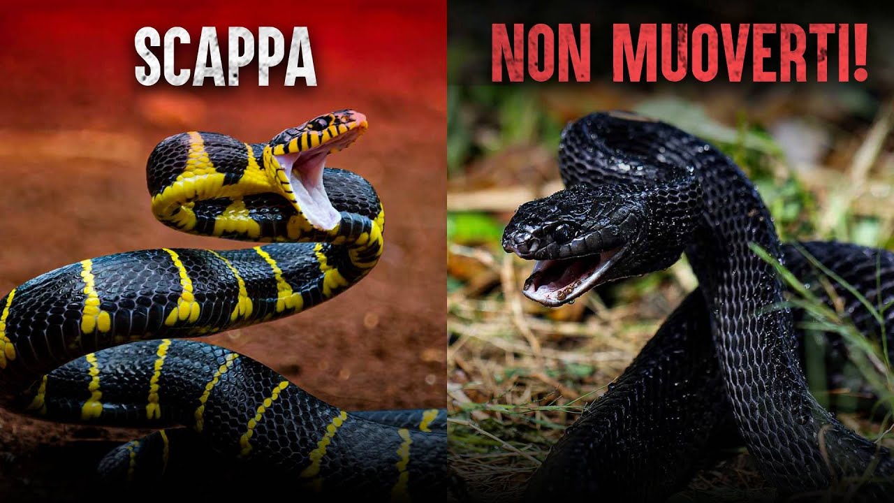 Gli attacchi di serpenti più letali e la crisi degli antidoti