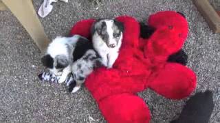 TanzyPups6wks06032015