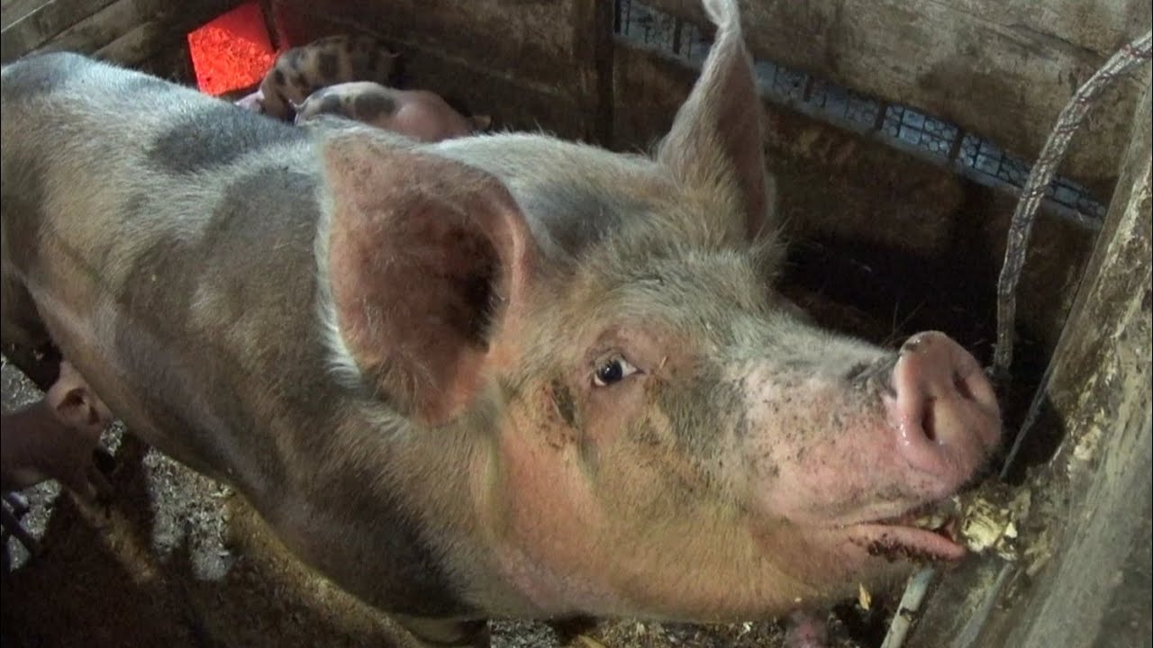 ‼️Хрячки на племя ‼️Рецепт моего корма за лайки‼️Балую хряков вкусняшками‼️