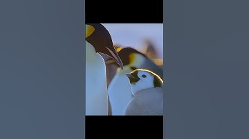 Every Kid Looks Copied—Finding Yours Takes Sharp Eyes #animals #wildlife #shorts #video