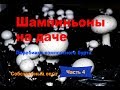 Шампиньоны на даче. Часть 4. Перебивка бурта с компостом