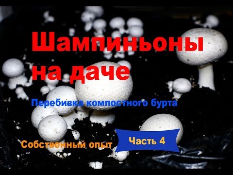 Шампиньоны на даче.