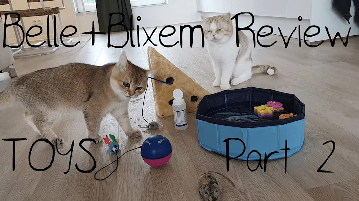 Video 11322251: toys british shorthair, cute british shorthair, review, cat toy