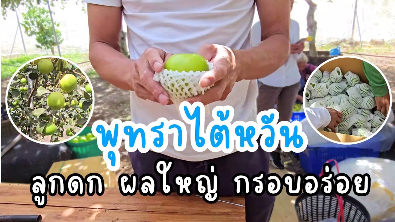 พุทราไต้หวัน ลูกดก ผลใหญ่ กรอบอร่อย ที่จ.ร้อยเอ็ด