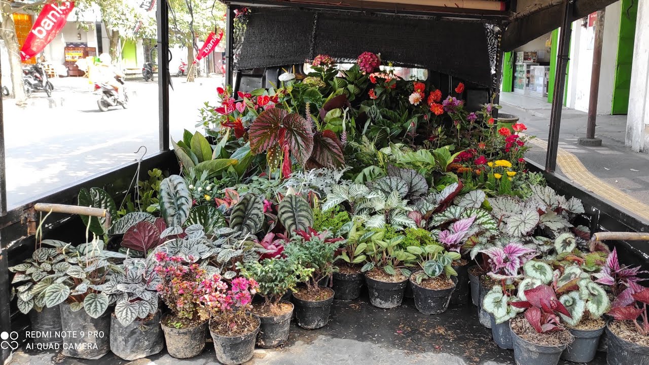Обновления цен на декоративные растения от уличных торговцев
