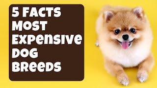 5 Facts Most Expensive Dog Breeds #shorts