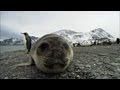 Friendliest seals ever? | Antarctica Ep2