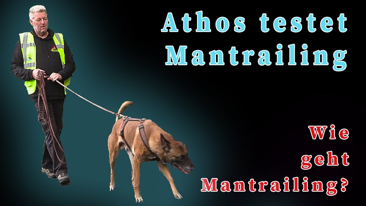 Athos testet Mantrailing - Wie geht Mantrailing?