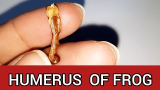 Frog Humerus Bone Explained | Class 11 Biology Practical | Step-by-Step Tutorial