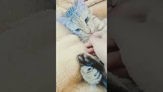 my cute Zuni😺😺