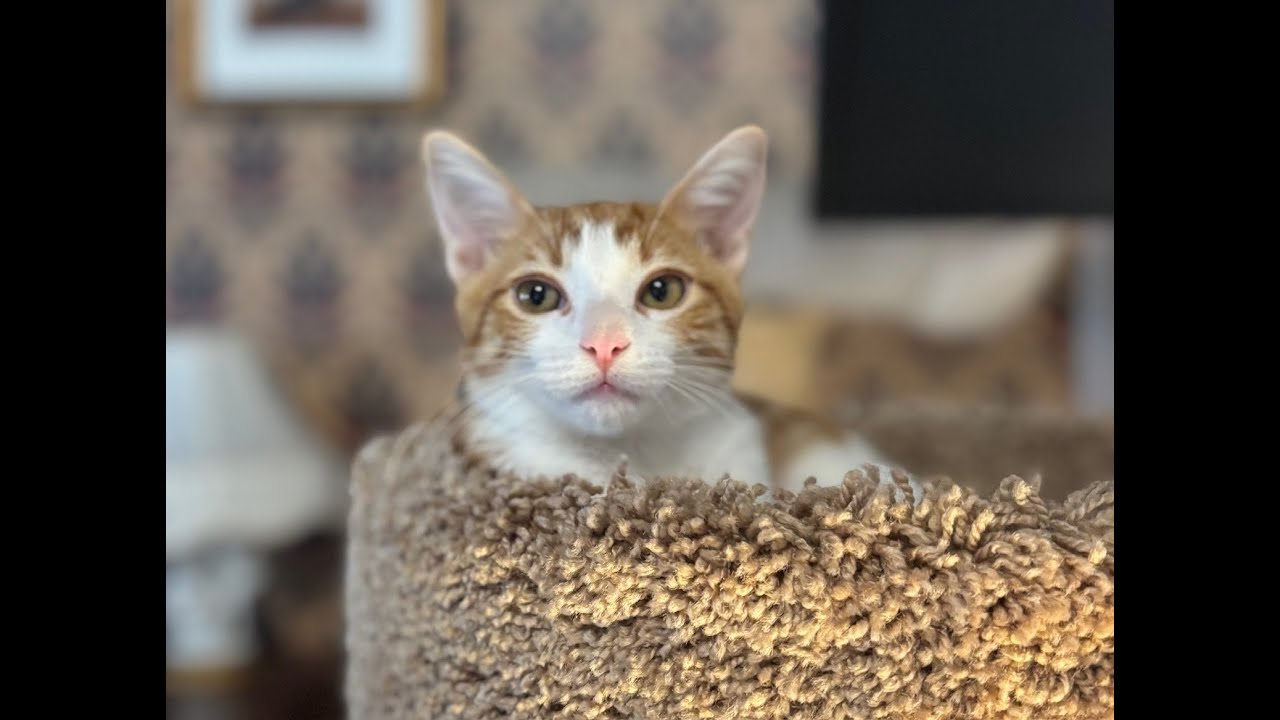 Welcome to the Lazy Cat Lounge