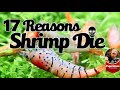 17 real reasons why shrimp die in a aquarium  