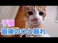 暴れ子猫をそろそろ卒業？最後のひと暴れ！ 噛み癖も卒業します