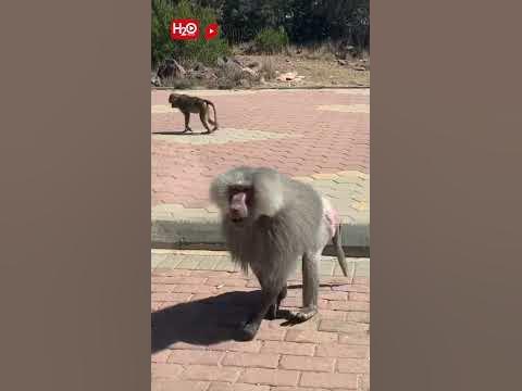 MONKEYS EATING POTATO CHIPS | ОБЕЗЬЯНЫ ЕДЯТ КАРТОФЕЛЬНЫЕ ЧИПСЫ | # ...